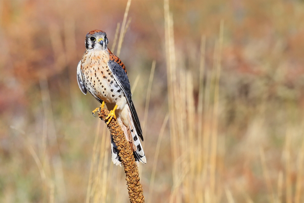 American Kestrel