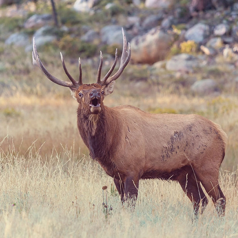 Bull Elk Bugling