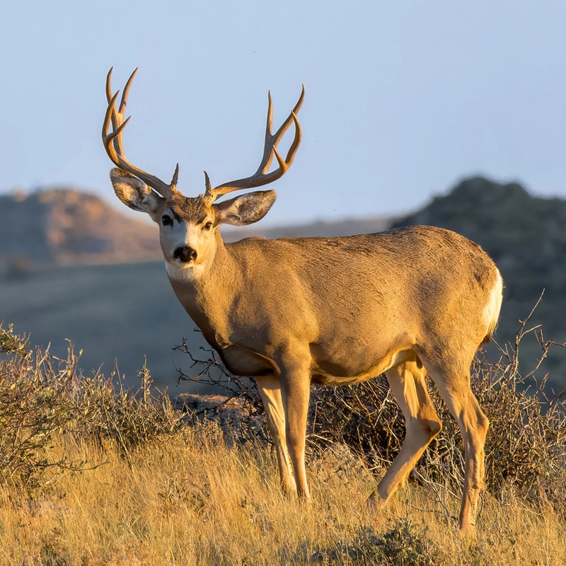 Mule Deer