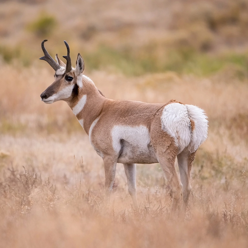 Pronghorn